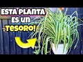 SI TIENES esta PLANTA cuídala COMO si fuera ORO ! Son JOYAS en CASA | Planta de CINTAS en interior