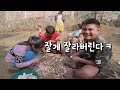 라오스 깡시골 카사바 나무 통째로 뽑아서 과자 만들기