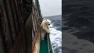 🐻‍❄️ Tiny Polar Bear's Heartwarming Rescue! 😍 #PolarBearRescue #WildlifeConservation #ArcticAnimals