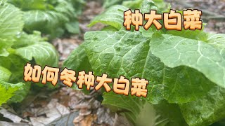 冬种大白菜｜绍菜｜如何在冬天种大白菜，居然能耐零下十几度低温！