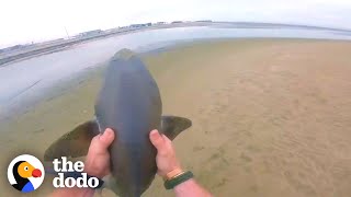 Guy Rescues 3 Sharks With His Bare Hands | The Dodo