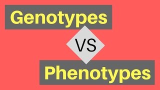 Genotype vs Phenotype | Understanding Alleles