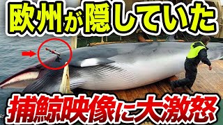 【海外の反応】反捕鯨国が激怒！オーストラリアが必死に隠してきた日本捕鯨映像がヤバすぎる⁉