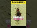 夜の光の魔法使い蛍の驚きの生態 ショート動画 雑学 生態 蛍