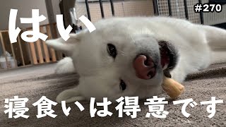 俺より寝食いが得意なやつおるん？【秋田犬もんたろう #270】Akita inu