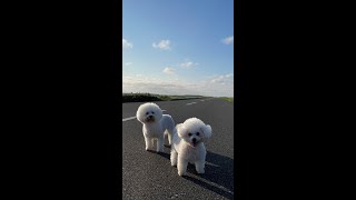 北海道猿払村道・エサヌカ線をドローン撮影。　#Shorts