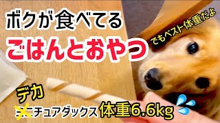 大きめミニチュアダックス6.6kgの【ごはんとおやつ】/ 食いしん坊犬へのチュールタイプおやつの与え方は注意！