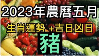 【古柏論命每月運勢 + 吉日凶日】2023年農曆五月(陽曆6/18 ~ 7/17)生肖運勢分享 -  豬