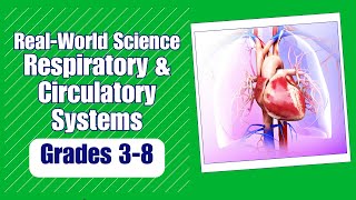 All About the Respiratory & Circulatory System