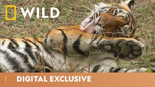 India’s Tiger Kingdom | Asia’s Wild Secrets | National Geographic Wild UK