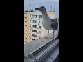 seagull bites other gull s butt 😳 shorts seagulls