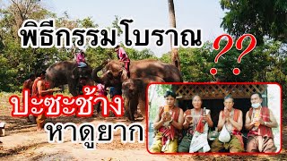 หมอช้างพิธีกรรมโบราณ ปะซะช้าง หาดูยาก?Elephant VTS