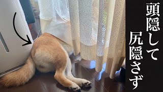 【柴犬】頭隠して尻隠さず