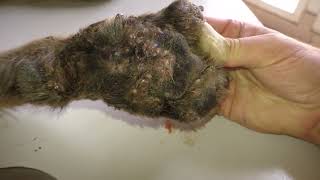 Blacky, Worst Mangoworm case ever, Parasites