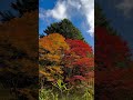 【紅葉】六甲高山植物園｜紅葉 2022｜11月上旬が見頃｜紅葉を観に行こう