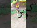 Snake 🐍 #trendingvideo #funny #funnyafricancomedy #comedy #funnyafrican #animals #africacomedy