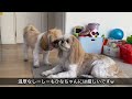 トリミング後の愛犬達が可愛くなって帰ってきました♪【犬vlog】