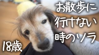 【18歳と15歳老犬カニンヘンダックスVlog】お散歩行けないときはどうしてる？18歳の老犬はこうします