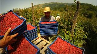 Soulfood Srbija - Maline