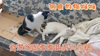 猫母女俩相亲相爱，妈妈比女儿还贪玩，妈妈先挑战女儿