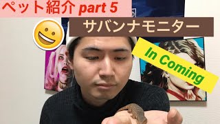 【爬虫類】ミニマム級爬虫類🦎サバンナモニターを飼う。