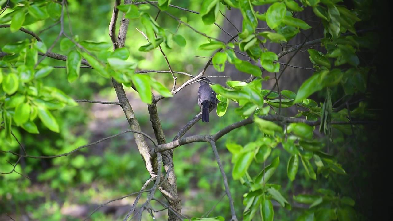 Gray Catbird Mew Call - YouTube