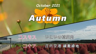 2021 「 コスモスとコキア 」　いこいの村庄内　庄内空港緩衝緑地　鶴岡市　酒田市