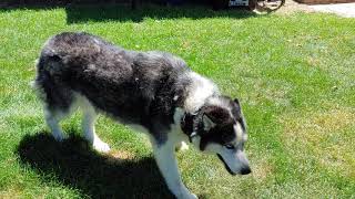 Diesel after another seizure.