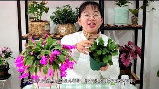 想要花谢后的蟹爪兰2次开花，简单注意这2点，花芽蹭蹭往外冒