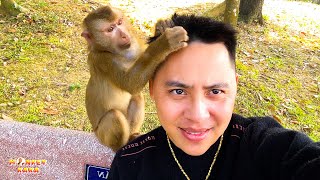 Monkey Kaka shows her love by pulling out father's hair