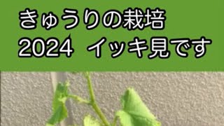 【きゅうり】きゅうりの栽培2024　1～最終回まで♬【家庭菜園】【ベランダ】【プランター】