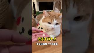 【矮脚虎凸凸】有这么温柔的小猫咪，夫复何求~