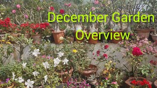 December Garden Overview❤️ 2024||  वर्षातील शेवटच्या महिन्यात माझी बाग 👍||