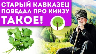 Кинзу залей водой и... 10 неожиданных свойств кориандра!