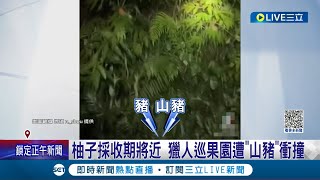 小心山豬! 柚子採收期將近 獵人巡果園遭\