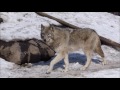 旭山動物園　☆シンリンオオカミ　asahiyama　zoo