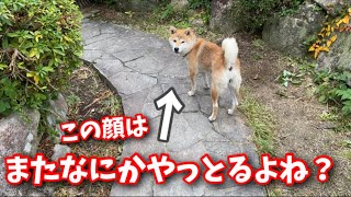 【柴犬】なんにでも興味を持つもっちゃん！