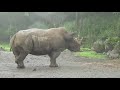 初めての富士サファリパークで近すぎちゃう動物たちに大興奮！