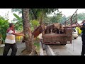 Lembu korban 2017 surau hj salleh pantai dalam