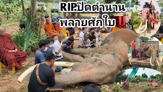 RIP.พลายศักใบ‼️ช้างสง่างายาวประจำจังหวัดสุรินทร์‼️ขอแสดงความเสียใจด้วยครับ