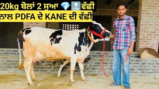 20kg ਬੋਲਾਂ 2 ਸੂਆ ਵੱਛੀ ਨਾਲ PDFA ਦੇ KANE ਦੀ#ਵੱਛੀ ਘਰੇਲੂ ਘਰੋਂ for sale !! ਮਾਨਸਾ ਏਰੀਆਂ!!