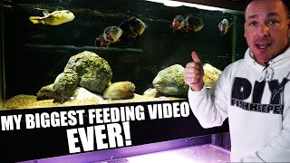 How i feed my aquarium fish, HOW MUCH, WHEN and WHAT I feed my fish tanks