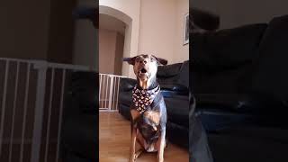 Best Cute Puppies Doing Funny Things|Cutest Puppies 2021#677.