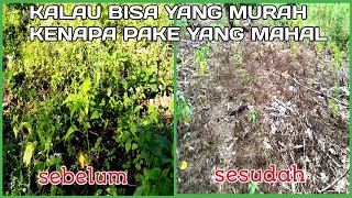 cara mengatasi gulma pada tanaman cabe