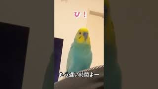 寝るのが嫌でチュで誤魔化すインコ🐥関西弁のくーちゃん🐥 #parrot  #おしゃべり好き #ペット