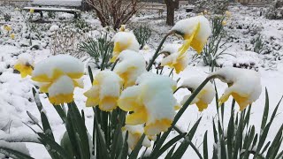 Schnee im April ist keine Seltenheit - Plötzlich kaltes Winterwetter in Hameln