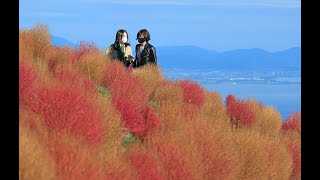 赤くふわり　コキア見頃・滋賀