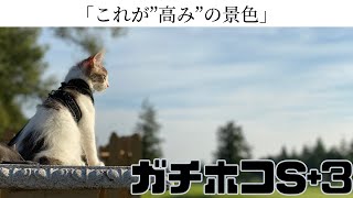 【ガチホコS+3】スプラトゥーン初心者でも毎日8時間実況プレイ配信してウデマエXになれた黒ザップのガチホコ！