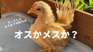 【一撃で分かる】おっさん流オスメスを見分ける方法#7