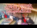 INGIN TERNAK BELIBIS TAPI MINIM PENGETAHUAN ...BEGINI  CARA PILIH JANTAN DAN BETINA NYA